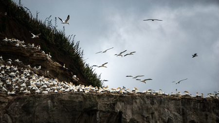 Gannets flying at the Muriwai Gannet Colony in West Aucklandの写真素材