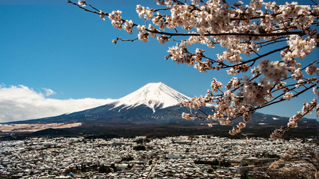 Mount Fuji with cherry blossom at Chureito Pagoda view platform, Yamanashi, Japanの写真素材