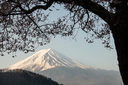 Mount Fuji framed by blooming Cherry Blossoms, Lake Kawaguchiko, Japanの写真素材