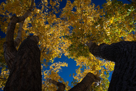 Big trees with golden and yellow autumn leaves against clear blue sky