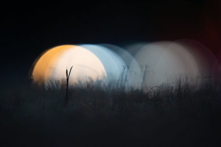 A lone grass in focus against blurry bokeh lights abstract