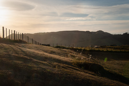 Sheep grazing over the fence at Sunset
