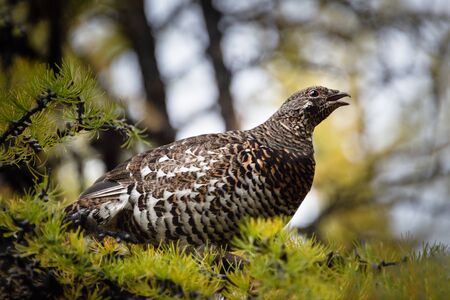 Sage Grouse framed by autumn trees in the Valley of the Ten Peaks, Banff National Park, Canadian Rockiesの写真素材