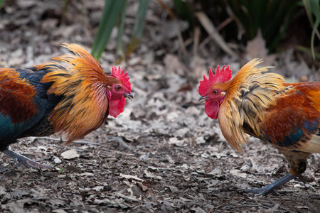 Close-up image of two wild roosters fighting with neck feathers up in the Western Spring park in Aucklandの写真素材