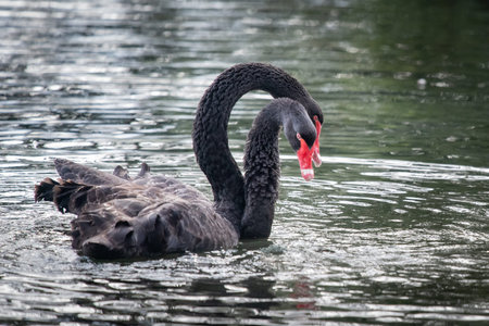 Wild black swans in Western Spring park in Auckland