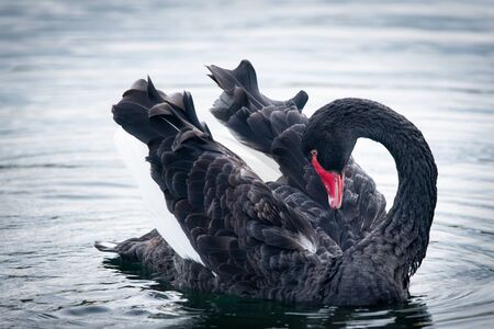 Wild black swan preening its feathers with its head bent backwards in Western Spring park Aucklandの写真素材