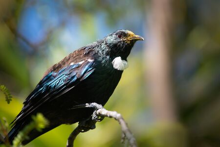 Tui bird perched on a tree branch on Tiritiri Matangi Islandの写真素材
