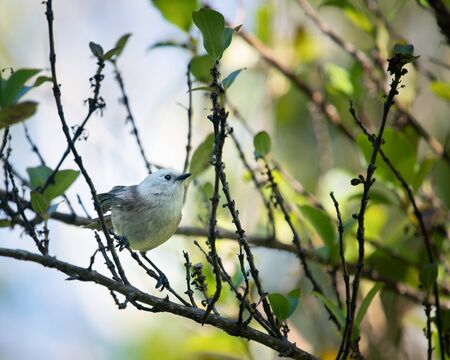 Whitehead bird, Maori name popokotea, perched on tree branches at Tiritiri Matangi Islandの写真素材