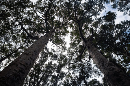 Kauri trees on Whangamumu track, Russell, Bay of Island