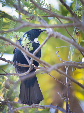 Tui bird perched on tree branches with blurred yellow Kowhai flowers in the background