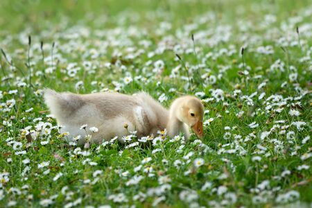 Fluff baby goose with white spring flowersの写真素材