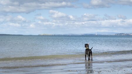 A black puppy standing on the edge of water looking at seaの写真素材