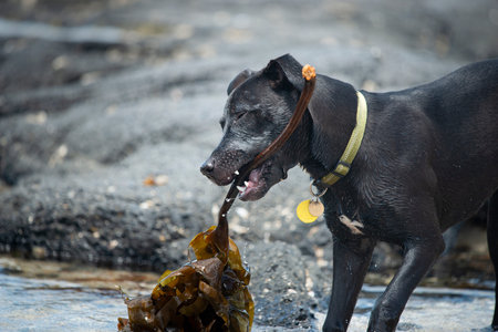A black puppy dog playing with the seaweedsの写真素材