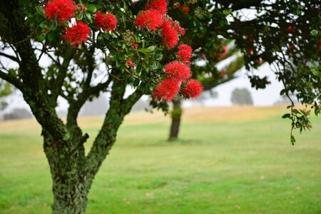 Pohutukawa flowers covered with raindrops in the fogの写真素材