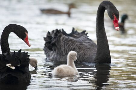 Black swans and fluffy baby swans swimming in the lakeの写真素材