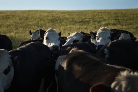Curious cattle on the green hills of Taranaki の写真素材