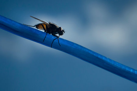 Close-up image of a fly on the blue washing line