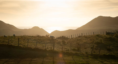 Backlit sheep grazing over the fence at sunset with ocean at the background