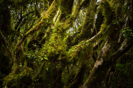 Tree trunks covered by lush green moss in the forest of Pouakai Crossing, Taranaki