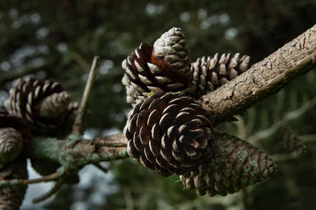 Dried pinecones on pine tree branchesの写真素材