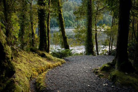 Forests and walking tracks around Lake Matheson, South Island, New Zealandの写真素材