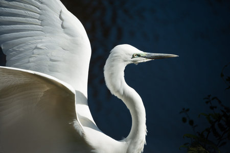 Close-up portrait of White Heron or by its Maori name Kotuku