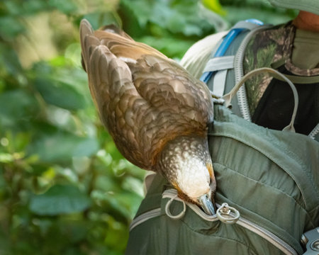A cheeky New Zealand Kaka trying to steal food from touristâ€™s backpack