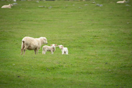 Baby lambs and ewe on the green grass in spring in South Island, New Zealandの写真素材