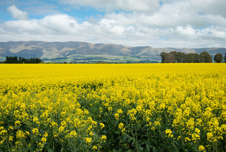 Field of bright yellow canola flowers and rolling mountain ranges in the background under a cloudy...