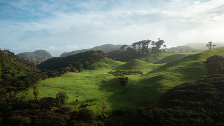 Rolling green hills at sunrise, Wharariki Beach, South Island, New Zealandの写真素材