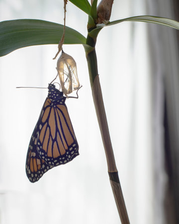 Monarch butterfly (danaus plexippus) just emerging and hanging from its empty pupal case to let its wings dry and hardenの写真素材