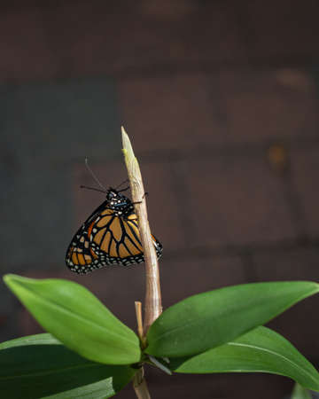 Monarch butterfly (danaus plexippus) just emerging from the chrysalis cocoon, drying its delicate wings against the brick wall background. Vertical format.の写真素材