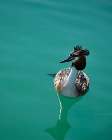 Australasian Crested Grebe, other names southern crested grebe, great crested grebe, puteketeke, kamana. Central Otago. Vertical format.の写真素材