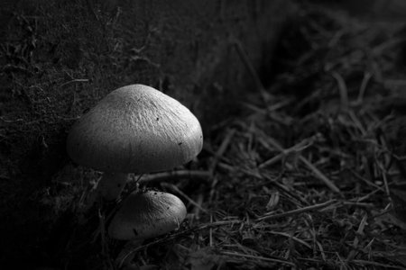 Black and white image of toadstool mushrooms in its nature environmentの写真素材