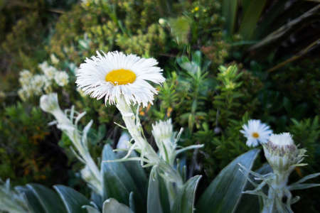 Large mountain daisy on Routeburn Track, South Island, New Zealandの写真素材