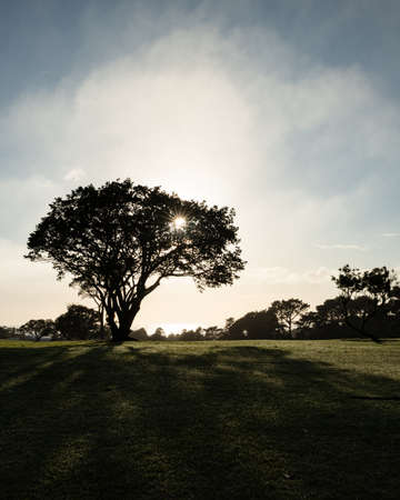 A big tree in silhouette with sun shining through its branches and casting long shadows. Vertical format.の写真素材
