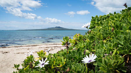 Takapuna beach with views of Rangitoto Island framed by wild flowers, North Shore, Aucklandの写真素材