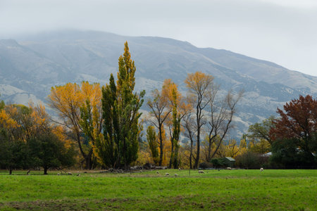 Golden autumn trees with the rolling hills in the mist and sheep grazing on the farmland,...