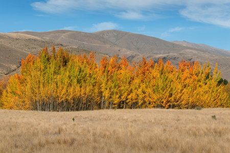 Golden autumn trees standing amongst the dried hills and grass, Canterbury, South Island