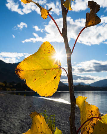 Sun starburst shining through autumn leaves on the shore of Lake Wanaka, South Island. Vertical formatの写真素材