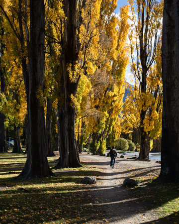 Tourist riding the bike on the Millennium track along the Wanaka lakeside among the autumn trees....