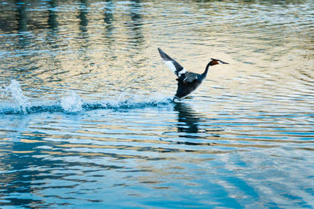 Great crested grebe skimming over the water of Lake Wakatipu, Glenorchy, Otago region, South Islandの写真素材