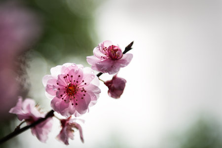 Raindrops on the pink cherry blossoms. Shallow depth of field.