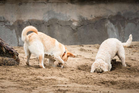 Two dogs digging holes in the sand on the beach with concrete retaining seawall behindの写真素材
