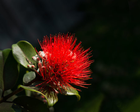 Red Pohutukawa flower in bloom
