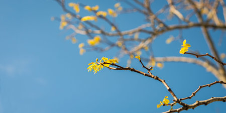 New leaves on bare tree branches in spring against a bright blue sky