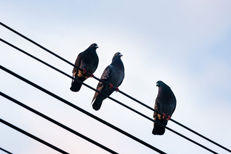 Three doves sitting on the power line wire