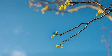 Spring new leaves on bare tree branches against a blue skyの写真素材