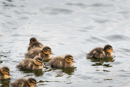 A raft of ducklings swimming in the waterの写真素材