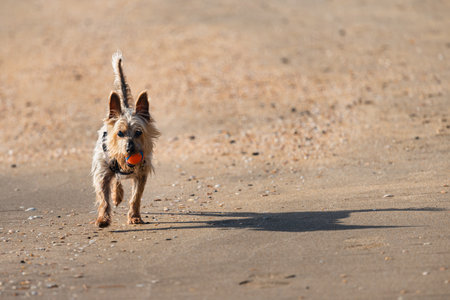 A small dog with an orange ball in the mouth running on a sandy beach. Long shadows of the dog on the sand.の写真素材